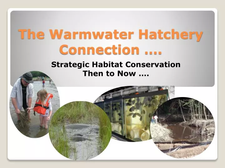 the warmwater hatchery connection