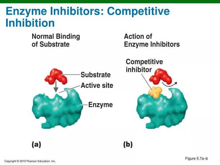 enzyme inhibitors competitive inhibition