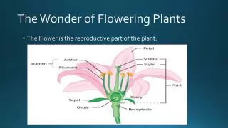 The Wonder of Flowering Plants