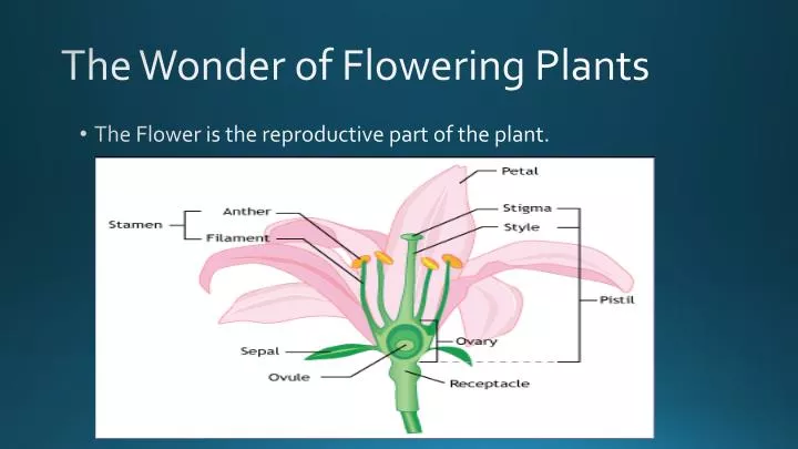 the wonder of flowering plants