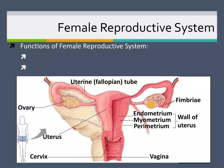 female reproductive system