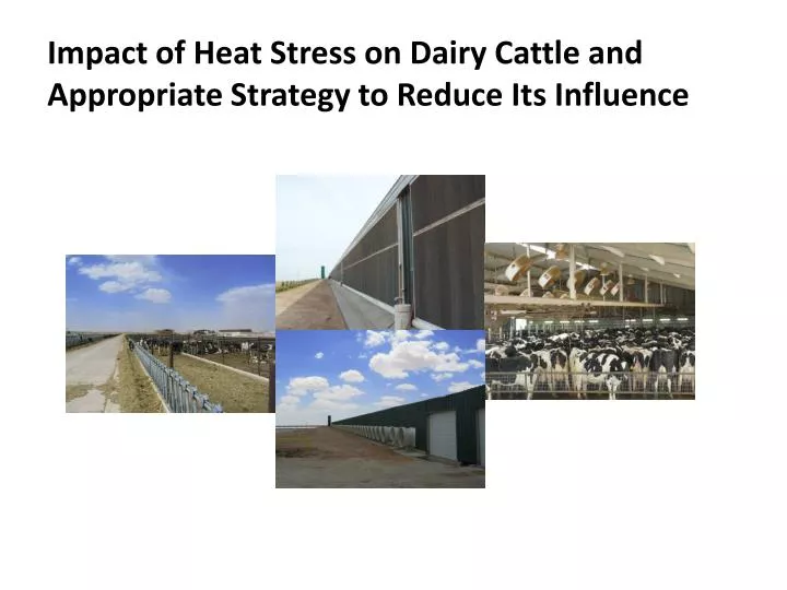 impact of heat stress on dairy cattle and appropriate strategy to reduce its influence