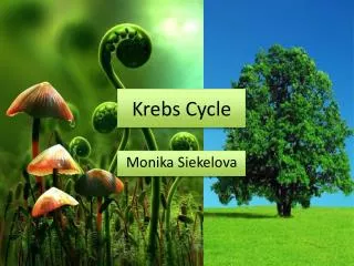 krebs cycle