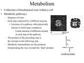 Metabolism