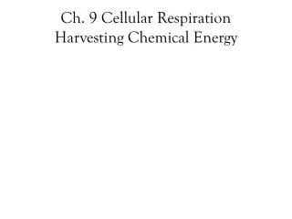 Ch. 9 Cellular Respiration Harvesting Chemical Energy