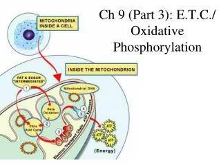 Ch 9 (Part 3): E.T.C./ Oxidative Phosphorylation