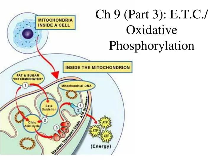 ch 9 part 3 e t c oxidative phosphorylation