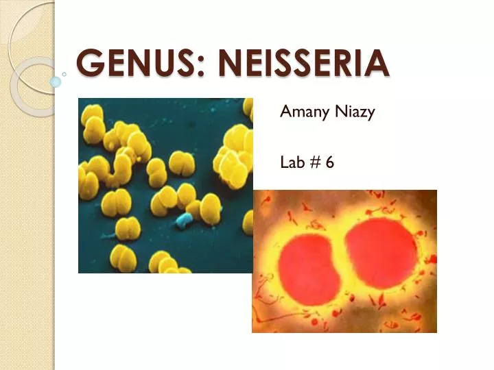 genus neisseria