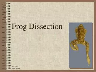 Frog Dissection