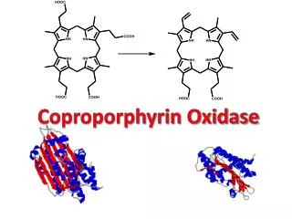 Coproporphyrin Oxidase