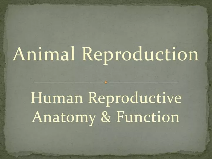 animal reproduction human reproductive anatomy function