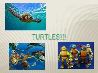 TURTLES!!!