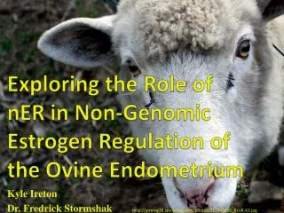 Exploring the Role of nER in Non-Genomic Estrogen Regulation of the Ovine Endometrium