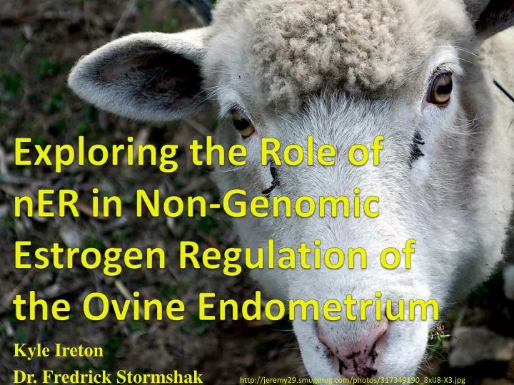 exploring the role of ner in non genomic estrogen regulation of the ovine endometrium