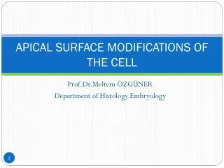 APICAL SURFACE MODIFICATIONS OF THE CELL