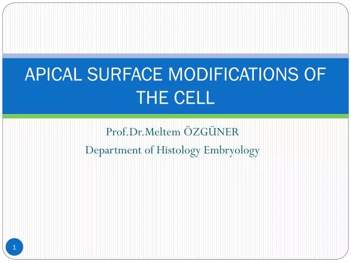 apical surface modifications of the cell