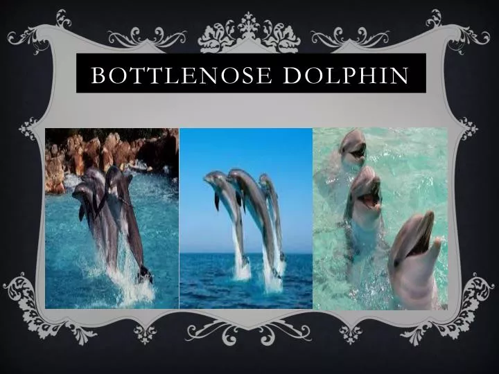 bottlenose dolphin