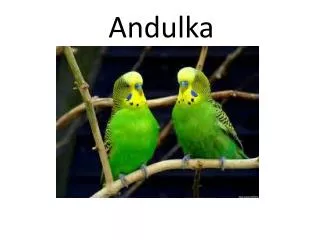andulka