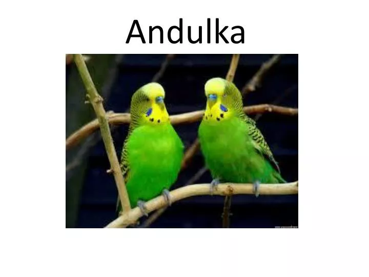 andulka