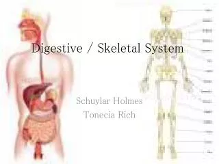 Digestive / Skeletal System