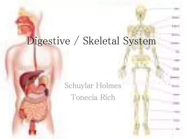 digestive skeletal system