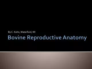 Bovine Reproductive Anatomy