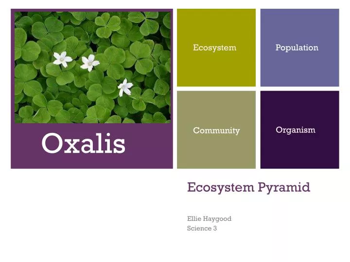 ecosystem pyramid