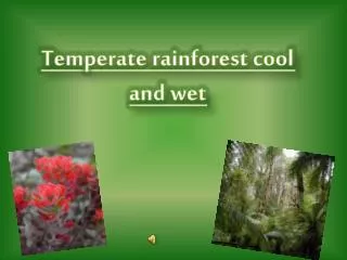 Temperate rainforest cool and wet