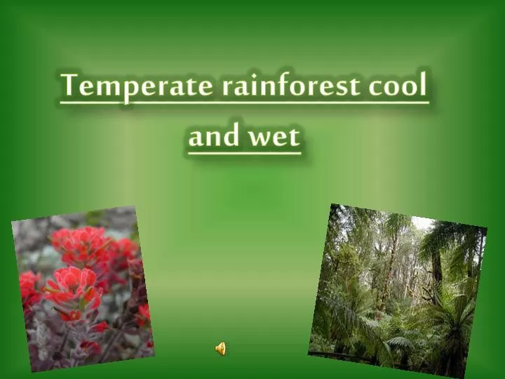 temperate rainforest cool and wet