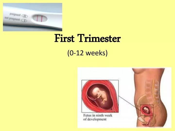 first trimester 0 12 weeks