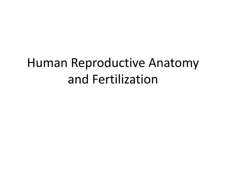 human reproductive anatomy and fertilization