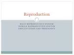Understanding the Male and Female Reproductive Systems: Anatomy and Function - slide 1