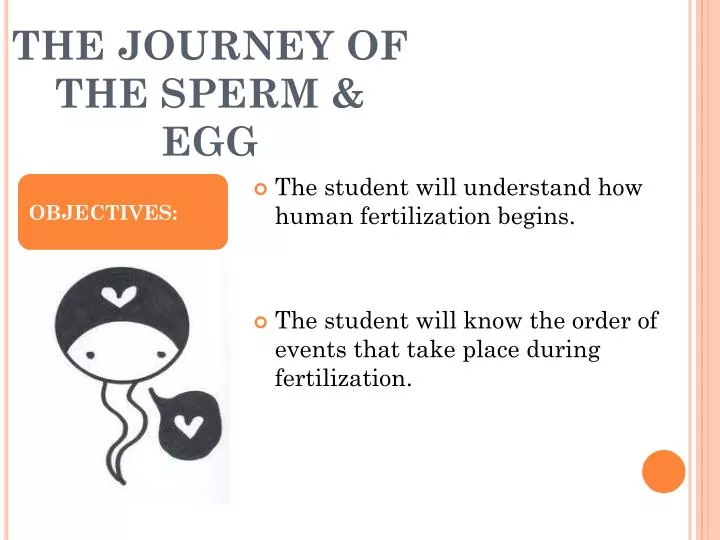 the journey of the sperm egg