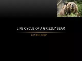 Life Cycle Of A Grizzly Bear