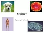 Cytology - slide 1