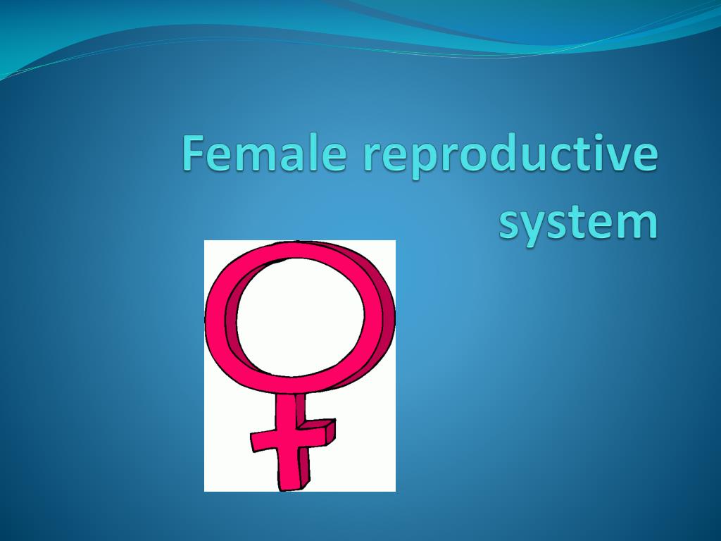 PPT - Female Reproductive System: Understanding the Anatomy and ...