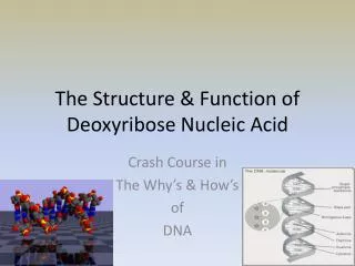 The Structure &amp; Function of Deoxyribose Nucleic Acid