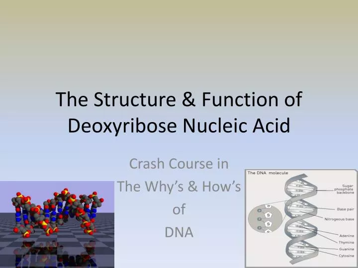 the structure function of deoxyribose nucleic acid