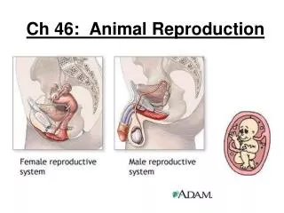 Ch 46: Animal Reproduction