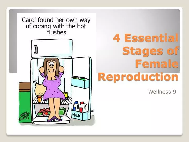 4 essential stages of female reproduction