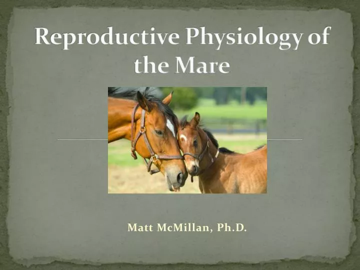 reproductive physiology of the mare