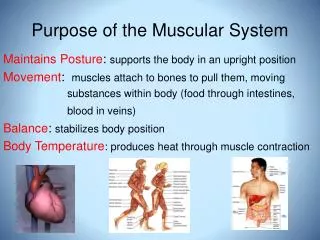 Purpose of the Muscular System