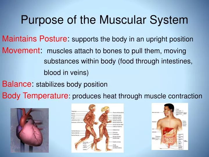 purpose of the muscular system