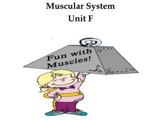Muscular System Unit F
