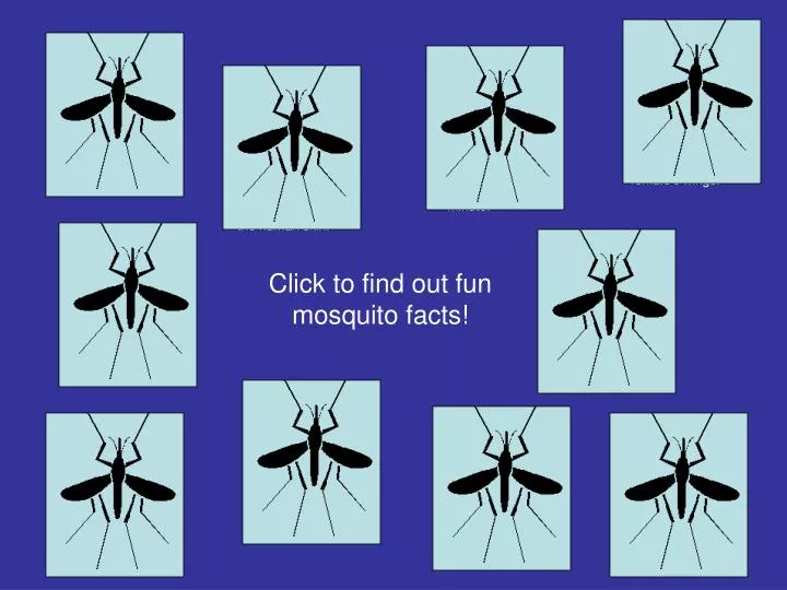 click to find out fun mosquito facts