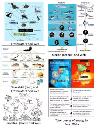 Freshwater Food Web