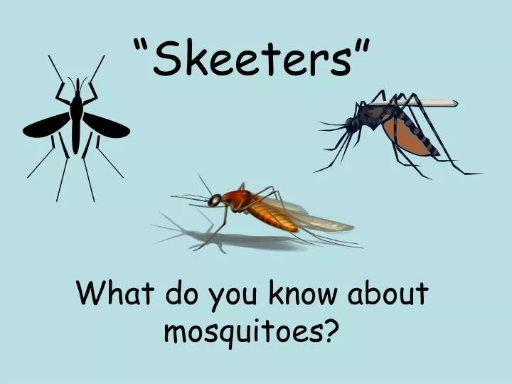 skeeters what do you know about mosquitoes