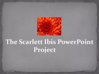 The Scarlett Ibis PowerPoint Project