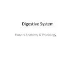 Digestive System - slide 1