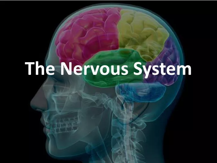 PPT - The Nervous System PowerPoint Presentation, free download - ID ...